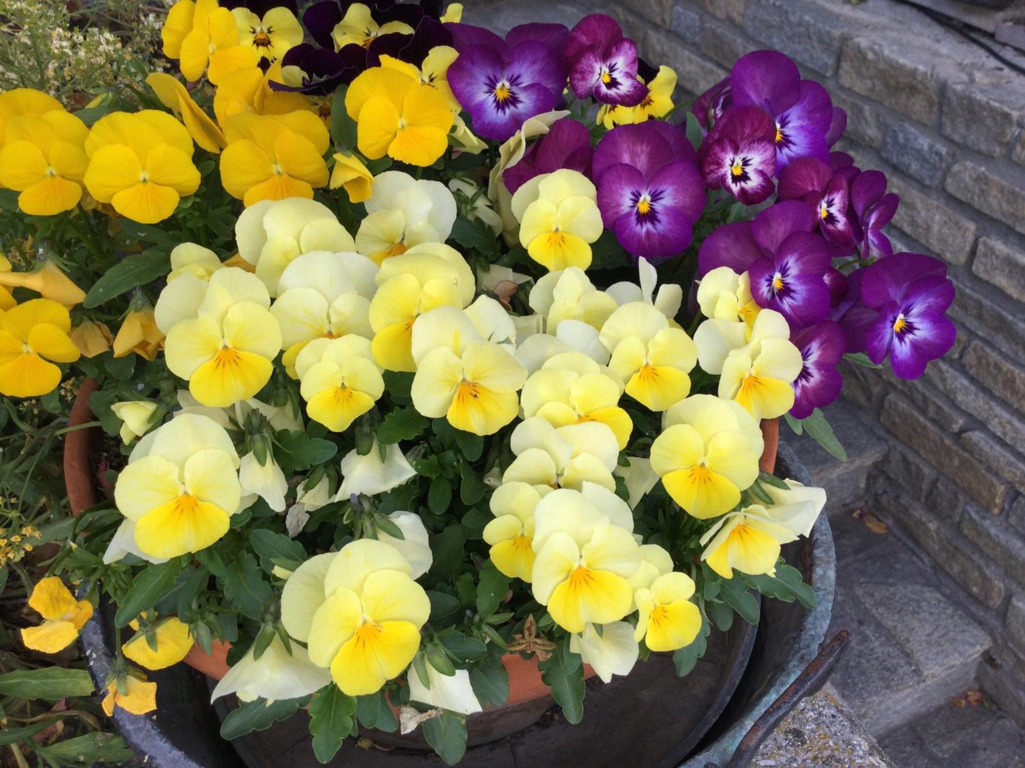 B&B Les Fleurs Gignod Exterior photo